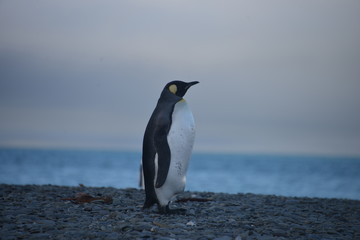 Fototapeta na wymiar Lonely King Penguin in South Georgia