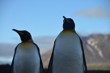 Fototapeta premium Two Koningspinguins in South Georgia