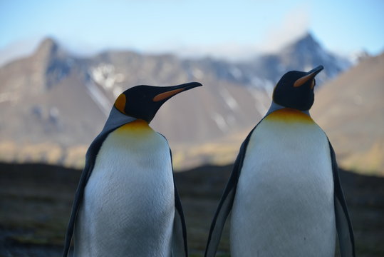 2 Penguins on South Georgia