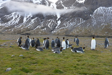 Penguin colony on South Georgia