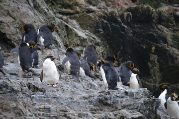 Penguins on South Georgia