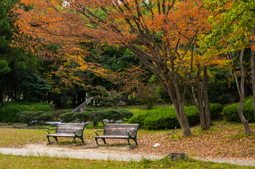 秋・公園の紅葉と二脚のベンチ