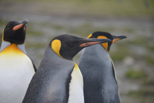 Close up of penguin on South Georgia