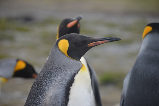 Penguins on South Georgia, close up