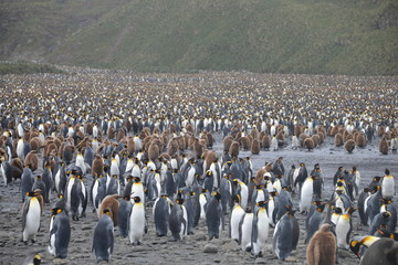 Obraz premium Penguin colony on South Georgia islands