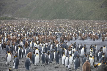 Fotobehang Penguin colony on South Georgia islands © vormenmedia