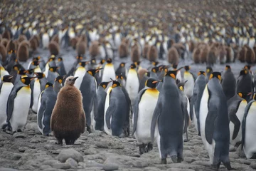 Rolgordijnen Penguin colony on South Georgia island © vormenmedia