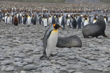 Fototapeten Penguin colony on South Georgia isles © vormenmedia