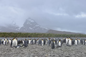 Fototapeten Penguins kolonie on South Georgia © vormenmedia