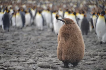 Fototapeten Large colony pinguin on South Georgia © vormenmedia
