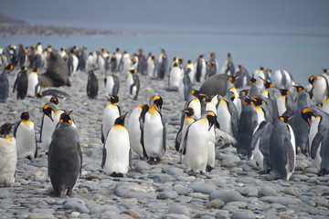 Obraz premium Large colony penguins on South Georgia
