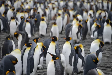 Fototapeten Pinguinkolonie (auf Südgeorgien) © vormenmedia