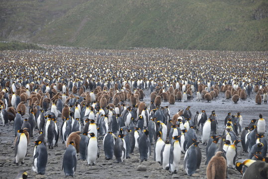 Penguin colony on South Georgia islands