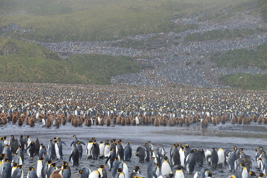 Large colony penguin on South Georgia