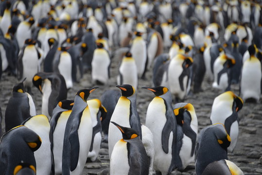 Penguin colony (on South Georgia)