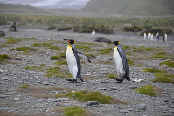 Obraz premium Walking penguin on South Georgia