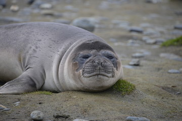 Baby sea elephant on South Georgia
