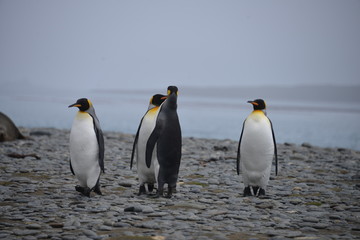 Obraz premium Pinguins, on South Georgia