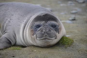 Sea elephant on South Georgia