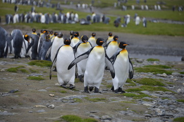 Obraz premium Walking penguins on South Georgia