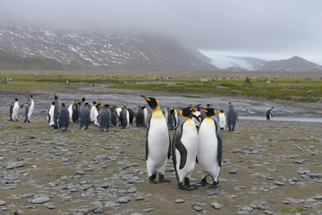 Obraz premium Penguin on South Georgia