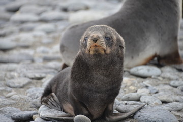 Cute Baby Seals on South Georgia