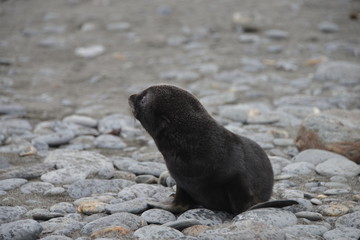 Naklejka premium Little baby Seals on South Georgia