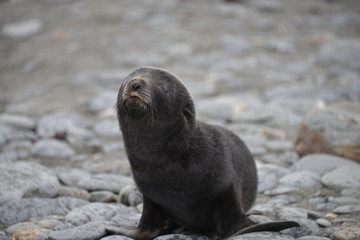 Baby Seal on South Georgia