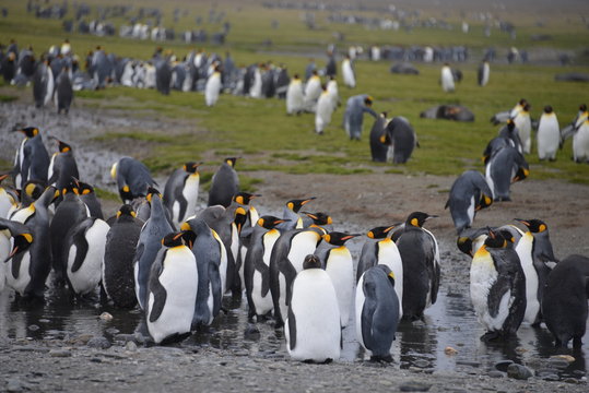 Large penguin colony