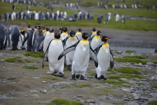 Walking penguins on South Georgia