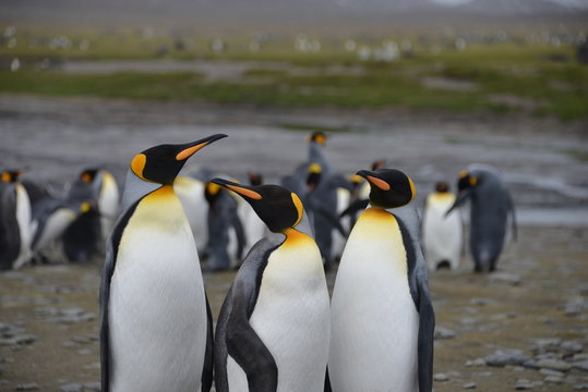 Penguins colony on South Georgia