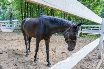 brown horse standing in the paddock with