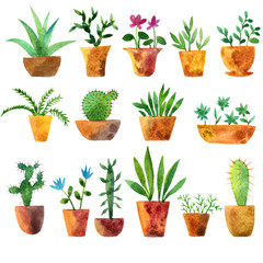 watercolor drawing home plants