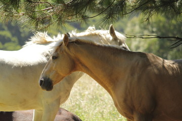 Australian horse farm