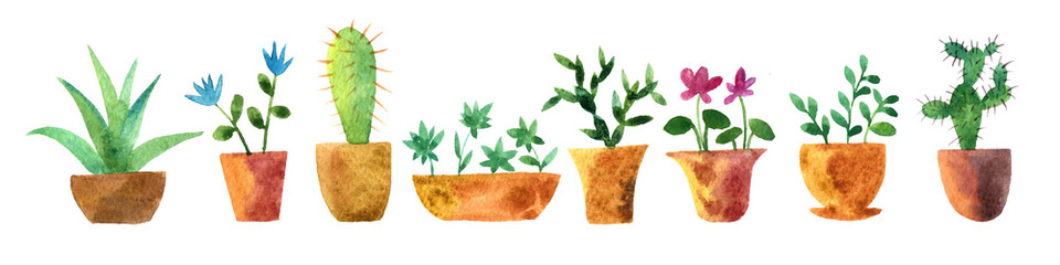 watercolor drawing home plants