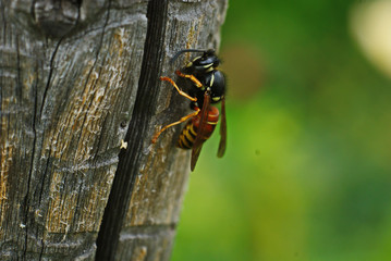 the wasp sits on the pole with the structure of the tree closeup