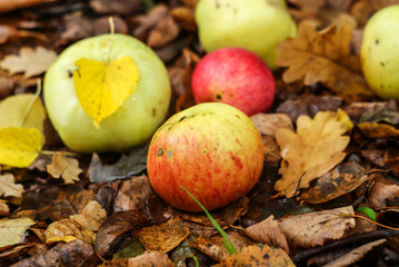 Naklejka na ściany i meble apples lie on the ground, background of old foliage of trees