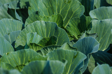 Growing cabbage farm field - Crop plots 