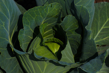Obraz premium Growing cabbage farm field - Crop plots 