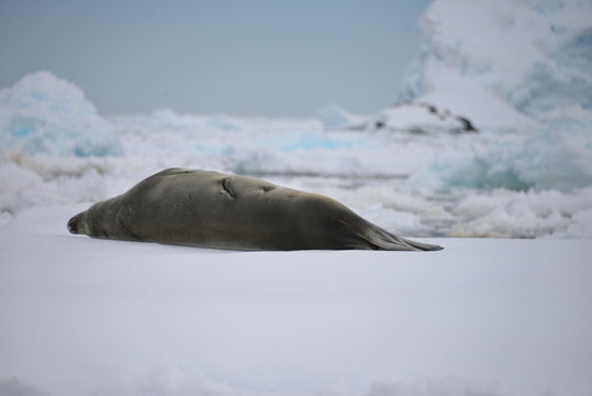 Antarctica, scenery - lazy seal
