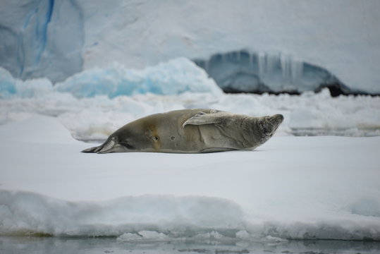 Antarctica, scenery - seal