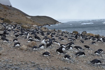 Penguin on the beach Antarctica
