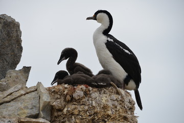 Fototapeta premium Bird with babies on Antarctica
