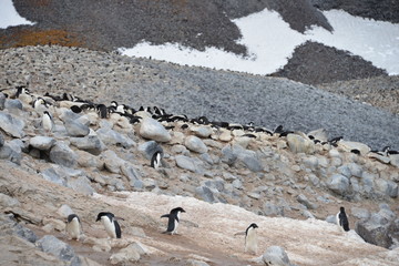 Penguins on Antarctica