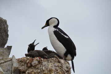 Bird feeding on Antarctica