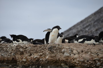 Naklejka premium Penguin on Antarctica, Paulet Island