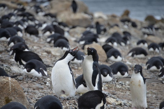 Penguins on Antarctica, scenery