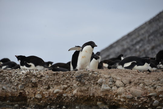 Penguin on Antarctica, Paulet Island