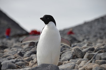 Naklejka premium Penguin on Antarctica