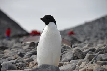 Rolgordijnen Penguin on Antarctica © vormenmedia